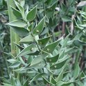 Ruscus aculeatus P20